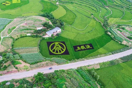 自貢農(nóng)業(yè)改革 釀酒專(zhuān)用糧訂單的背后