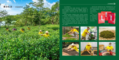 那章紅茶——臺(tái)山市廣海鎮(zhèn)人民政府的農(nóng)業(yè)投資卓見(jiàn)成效